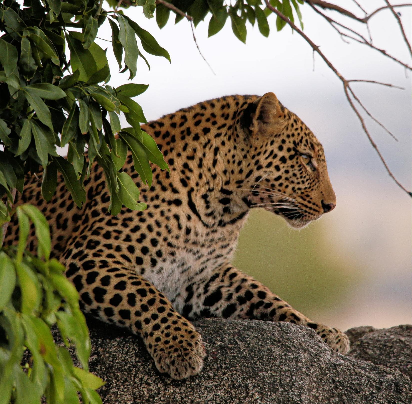 Budget Safari — 6 Days photo 6