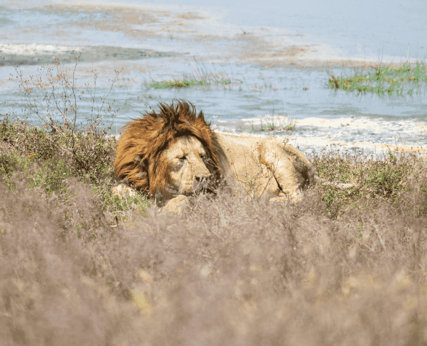 Kilimanjaro Machame-Route — 8 Tage