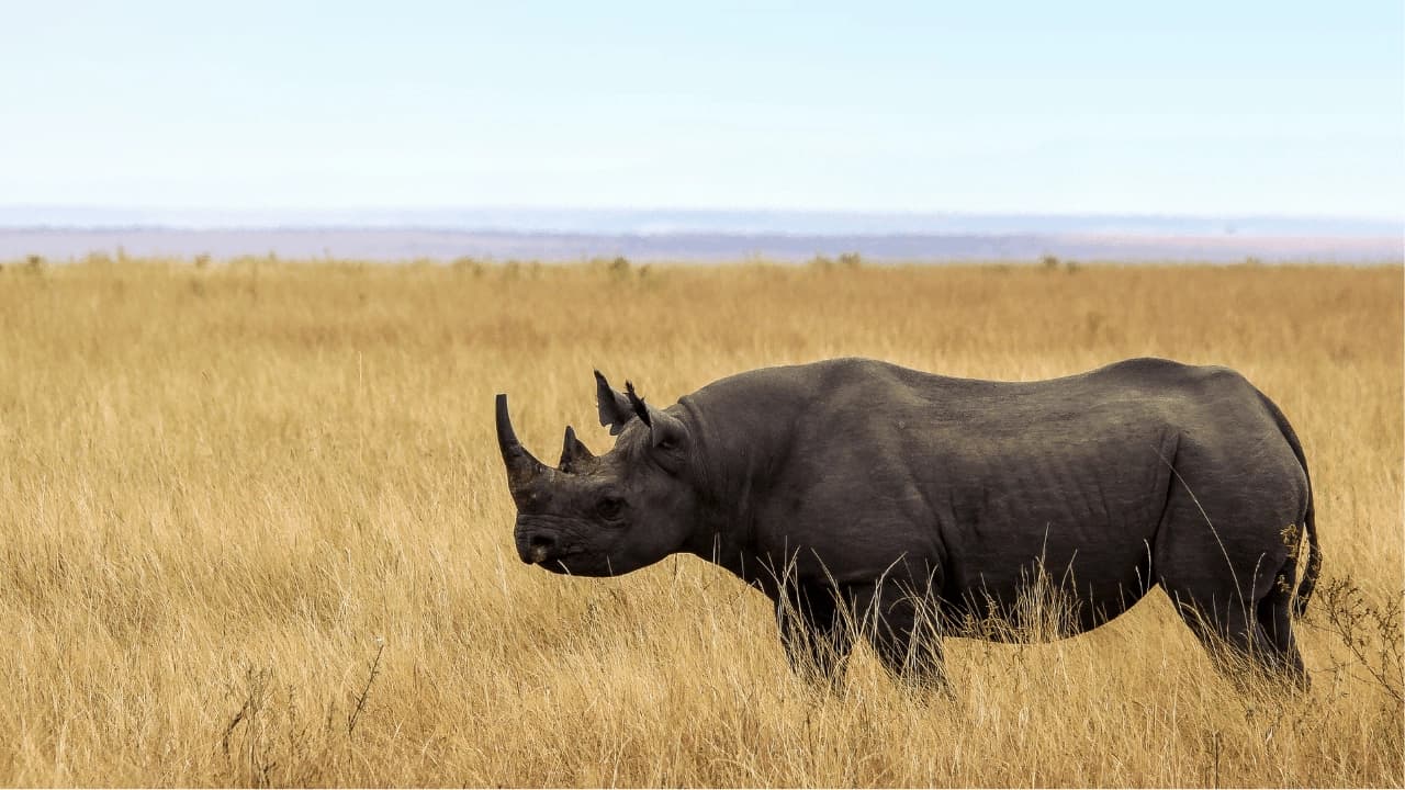 40 Swahili woorden die je safari rijker maken